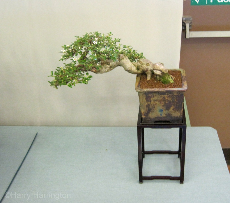 cotoneaster bonsai